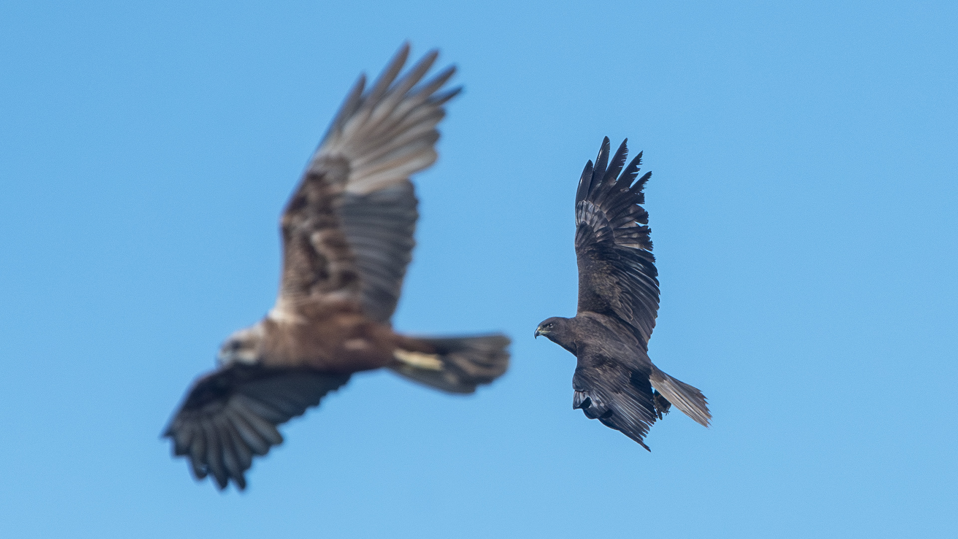 Golden Eagle